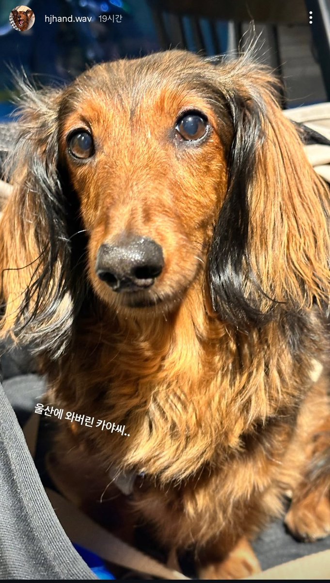 밴드맨들의 댕댕이들이 너무 코여움 ㅠ