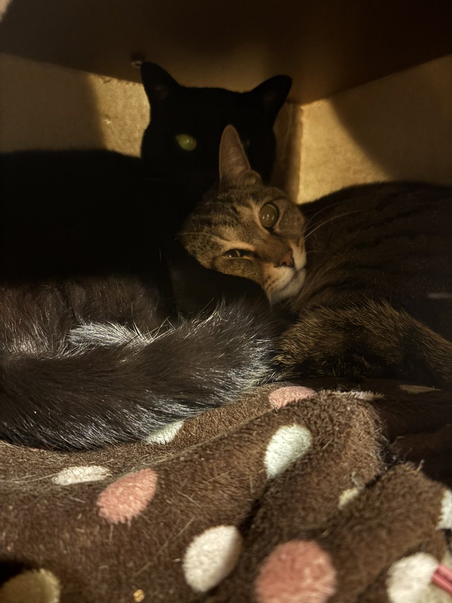 芝原チヤコ tweet media