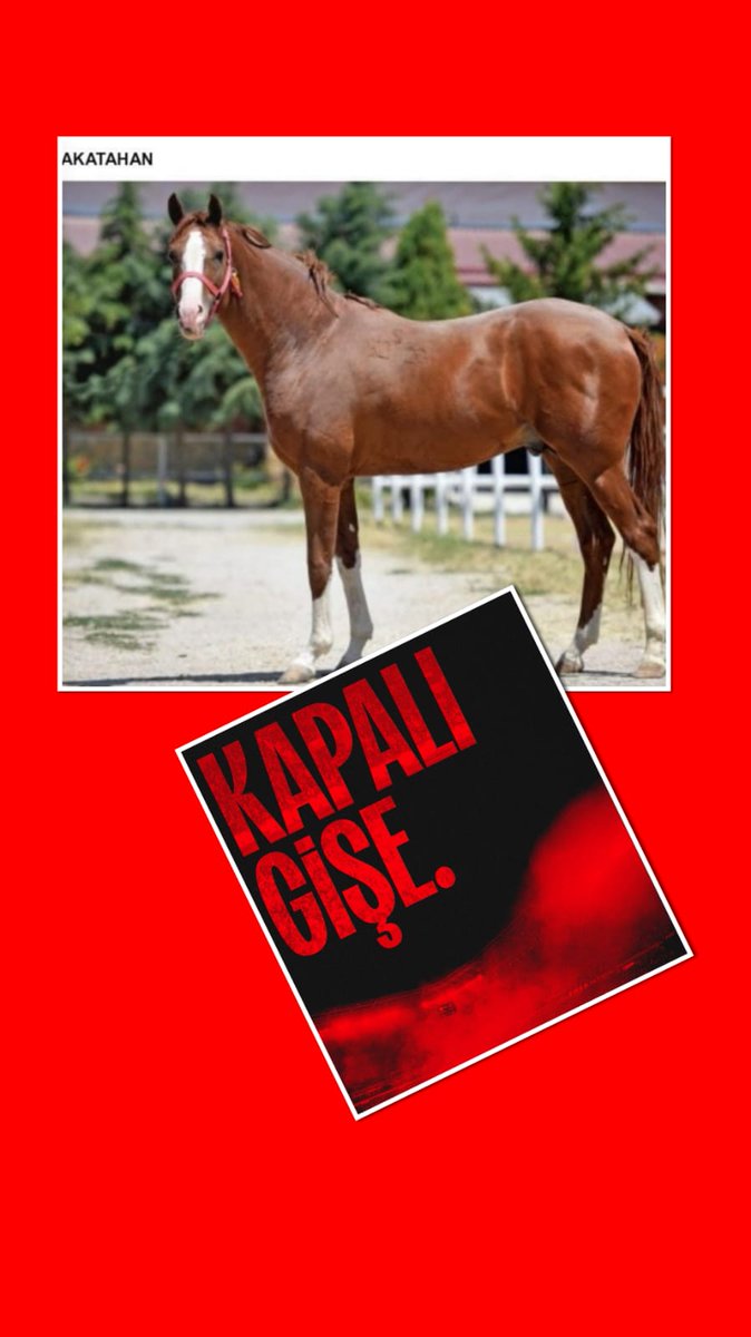 Şampiyon aygırımız AKATAHAN'a ; çekim yapacak olan çok değerli At Sahibi ve yetiştiricilerimiz her türlü soru ve sorunları için günün her saati  tarafıma 0555 816 89 61 numaralı telefondan ulaşabilirler...