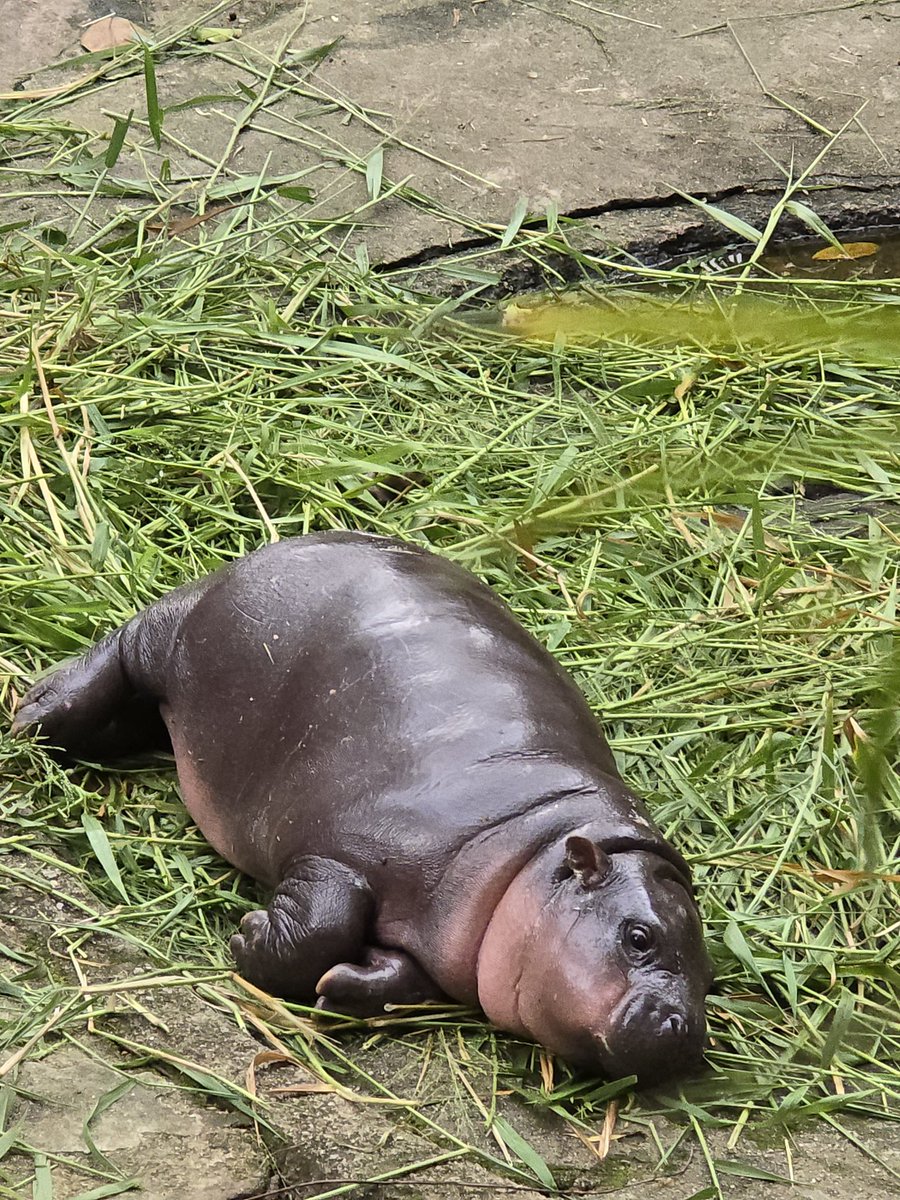 คือ มันเป็น ที่อยู่ เดิม แล้ว ฮิปโป ทั้งแคระไม่แคระ ขี้ในน้ำจ๊ะ zookeeper ทำความสะอาดตลอด แล้ว ตั้งแต่ เด้งเกิด เด้งระดมทุน สร้างอาณาจักรฮิปโป การจัดการปฏิกูลที่ดีกว่าเดิม เอาจริง ไปถึง สวนสัตว์แล้ว คุยกับกัปตัน กับ zookeeper ได้นะ แบบ กัปตันก็เดินๆ แถวนั้น เด้งเพลีย