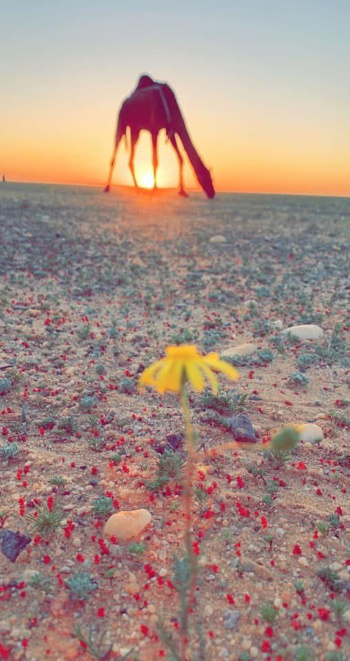 #يخبرني_الصباح

صباح يخطف من الشّمس ضياه
وأمل يمحو ألم القلب وعناه
اتركوا نسمات الصّباح الجميلة تخاطبكم
لتصبّحكم بالخير والتّفاؤل🌷❤️

...