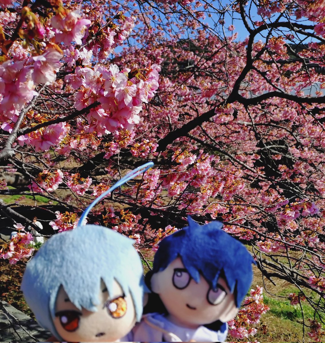⚠晶くん自作ぬいです

「春がやってきました🌸」
