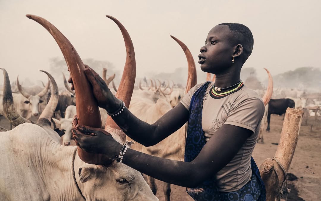 The Mundari people of South Sudan are a proud Nilotic community best known for their deep bond with cattle. Cattle are not just livestock — they are central to identity, culture, spirituality and social life. 
Image Credit: <a href="/peopleof/">mark  onyango</a> &amp; @arnimal2000
 #TraditionsOfAfrica #CyberAfro