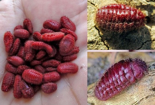 "JAK TAM PĄCZUŚIE ze SZWABSKIEGO LIDLA  i z BIEDRONKI  !!??
Jedli pączki z Biedronki i Lidla, dziś czytają o składzie. "Wywar z pluskwiaków"
W Tłusty Czwartek 🇩🇪 Lidl nafaszerował Polaków promocyjnymi pączkami z robalami🤮.
W składzie 🇩🇪pączków znajdowały się samice pluskwiaków