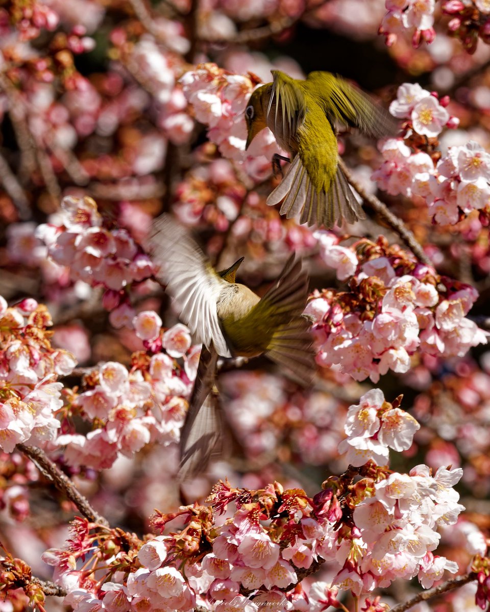ara_Yoidesune's tweet photo. 東京メジ散歩🐤
#東京都 #お散歩 #メジロ #桜 
#写真好きな人と繋がりたい 
#ファインダー越しの私の世界 
#キリトリセカイ 
#coregraphy https://t.co/11hatzTWKQ