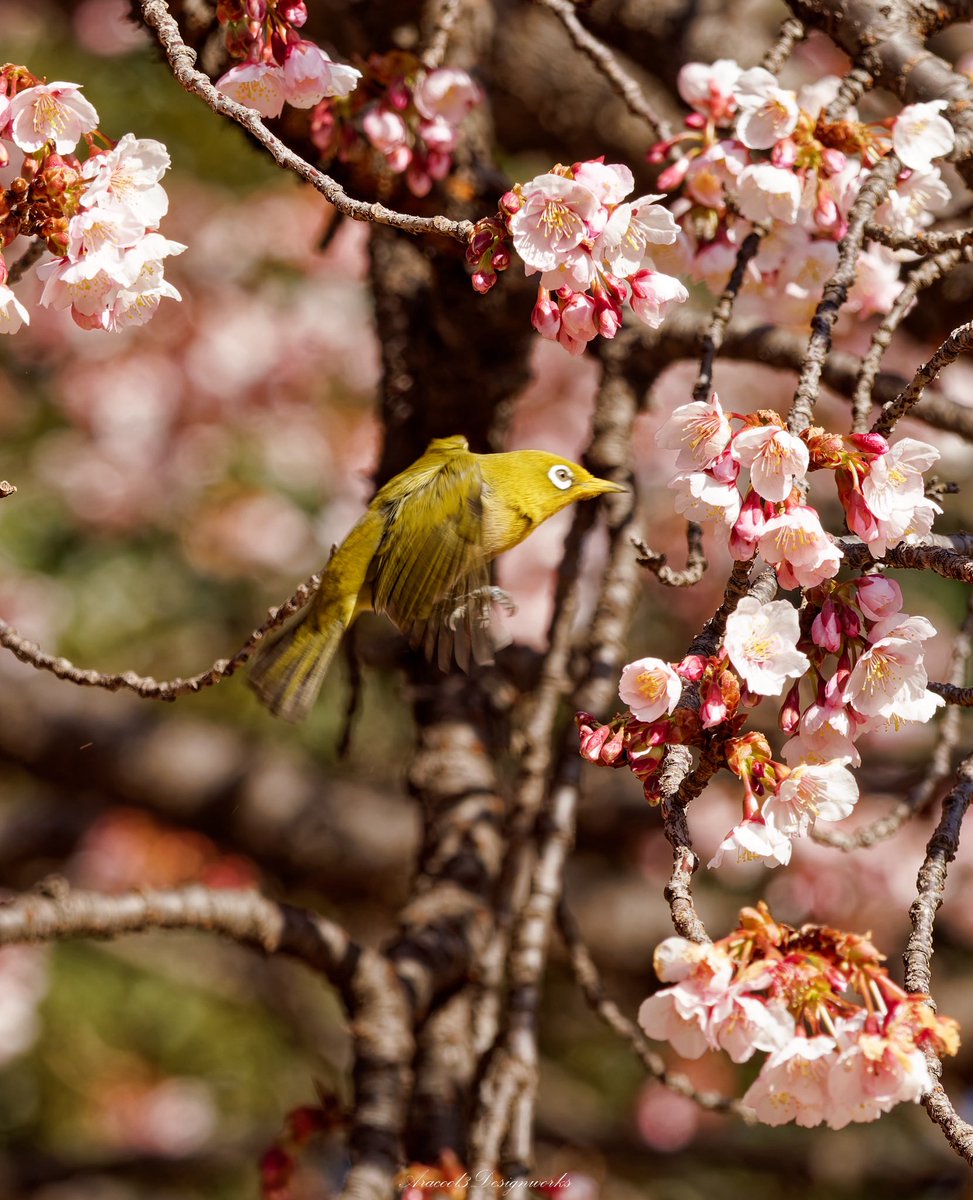 ara_Yoidesune's tweet photo. 東京メジ散歩🐤
#東京都 #お散歩 #メジロ #桜 
#写真好きな人と繋がりたい 
#ファインダー越しの私の世界 
#キリトリセカイ 
#coregraphy https://t.co/11hatzTWKQ