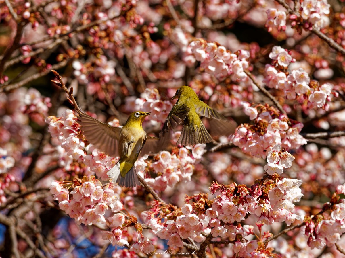ara_Yoidesune's tweet photo. 東京メジ散歩🐤
#東京都 #お散歩 #メジロ #桜 
#写真好きな人と繋がりたい 
#ファインダー越しの私の世界 
#キリトリセカイ 
#coregraphy https://t.co/11hatzTWKQ