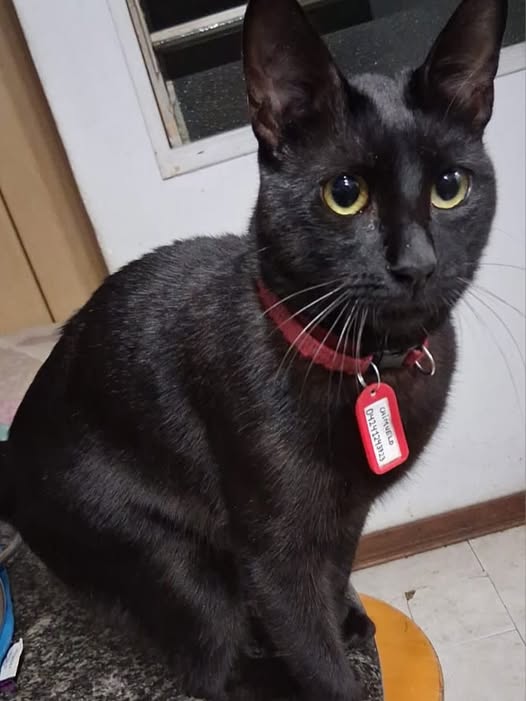 EXTRAVIADO EN TERRAZAS DEL AVILA; CARACAS. AYUDEMOS A DUFINDIR PARA QUE REGRESE  A CASA.  Su nombre es chimuelo 📷
Es el pero sin el collar; chimuelo
Hoy se nos escapó de C2  una reja lo golpeó  del susto se quitó el collar 
Dimos un recorrido y no aparece 📷

04241243723