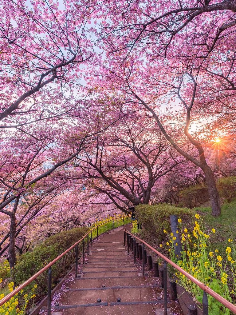 Hello Everyone! 🩷 Have a beautiful day 💞🌸💕