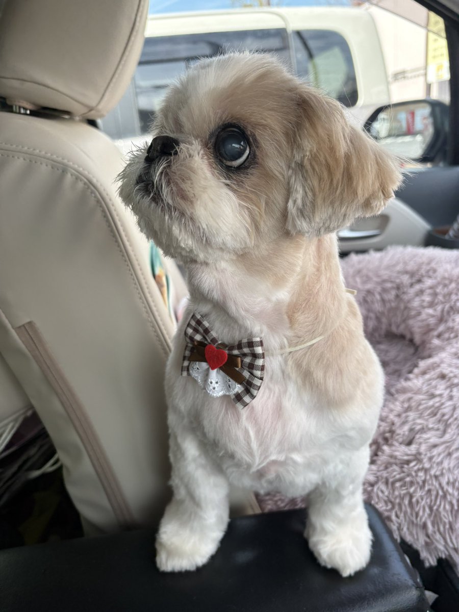 キャンディ tweet media