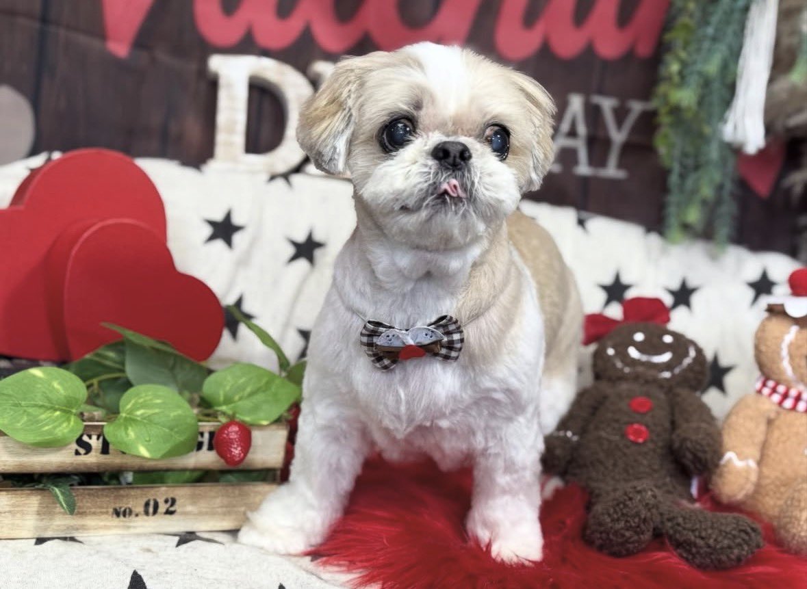 キャンディ tweet media