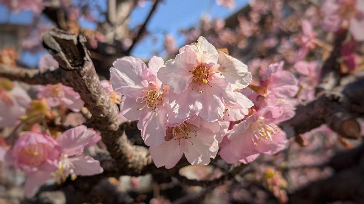 BlueDuckle's tweet photo. 毎年一番最初に春になる場所
人間にとってはもう少し先かな
#桜 https://t.co/HtwHc2VfzP