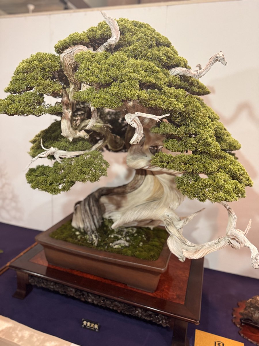 国風展には黒松、赤松、真柏、五葉松、杉などバリエーションに飛んでる