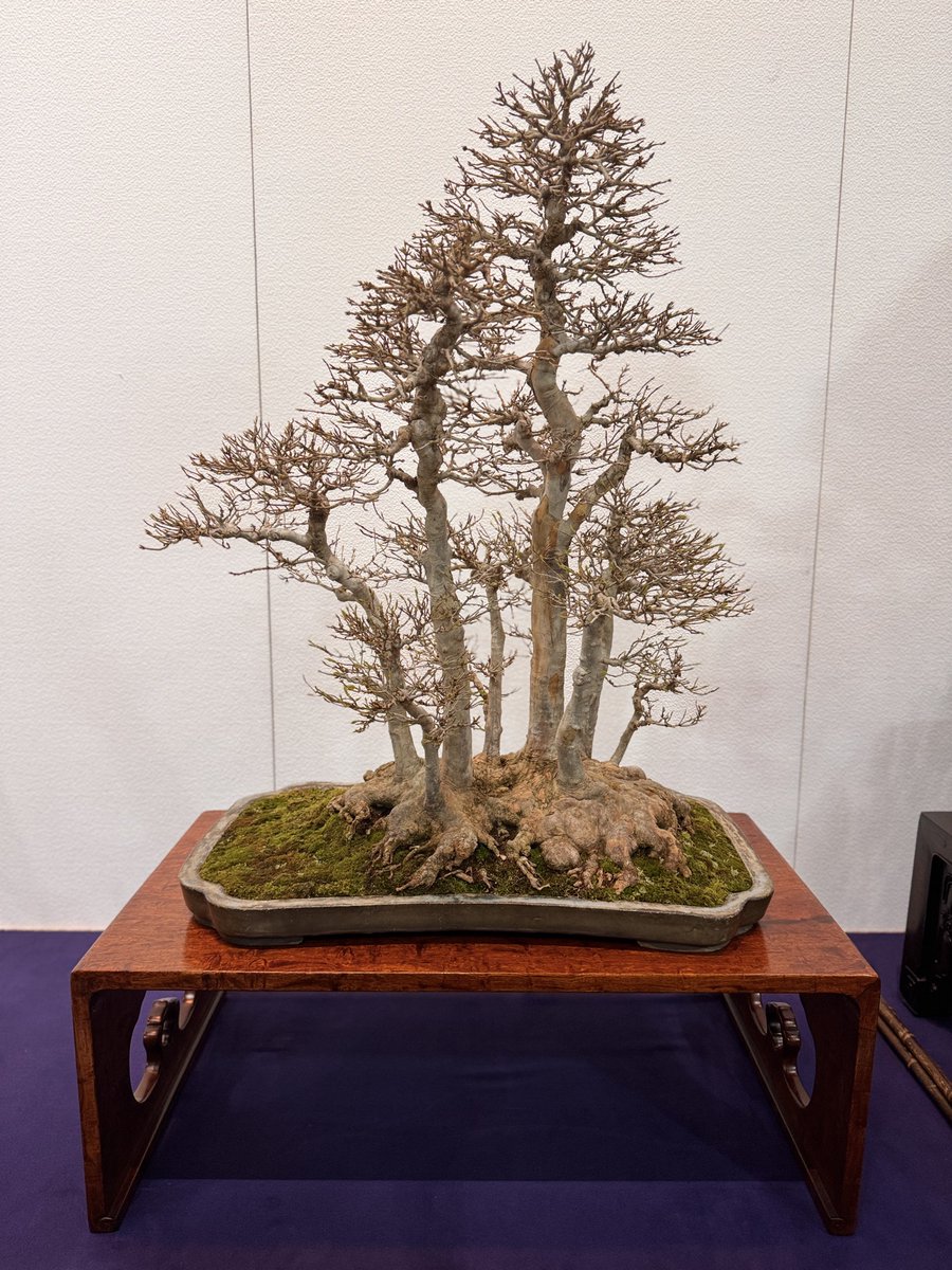 国風展には黒松、赤松、真柏、五葉松、杉などバリエーションに飛んでる