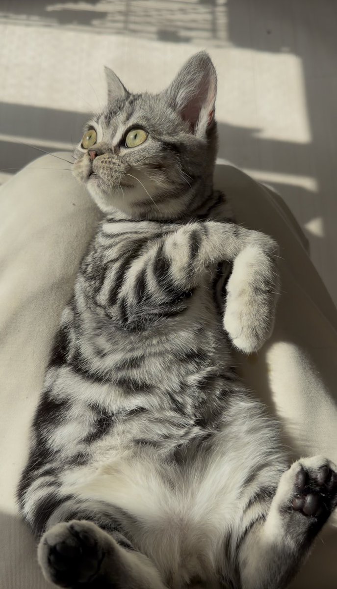 BASTET20230604's tweet photo. おくちぷっくり可愛いねぇ☺️

#catterybastet #bastet
#猫 #cat 
#americanshorthair
#アメリカショートヘア #アメショ https://t.co/td1GtGgjtv