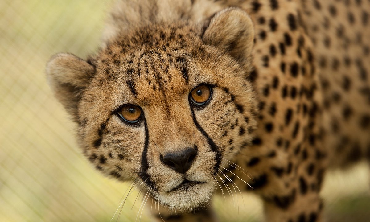 Cheetah at JungleRockCapital.com