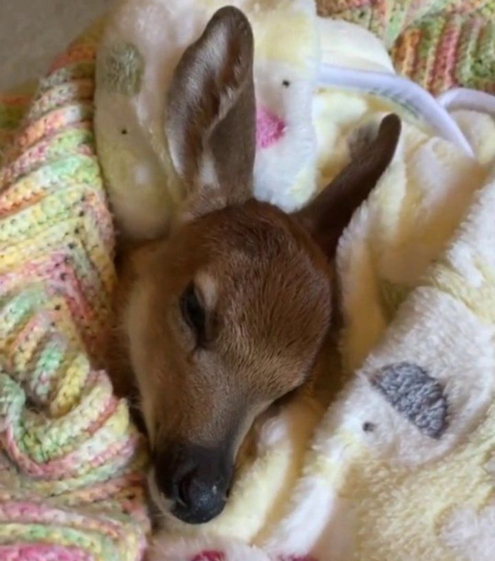 Deer in Places they Shouldn't Be tweet media