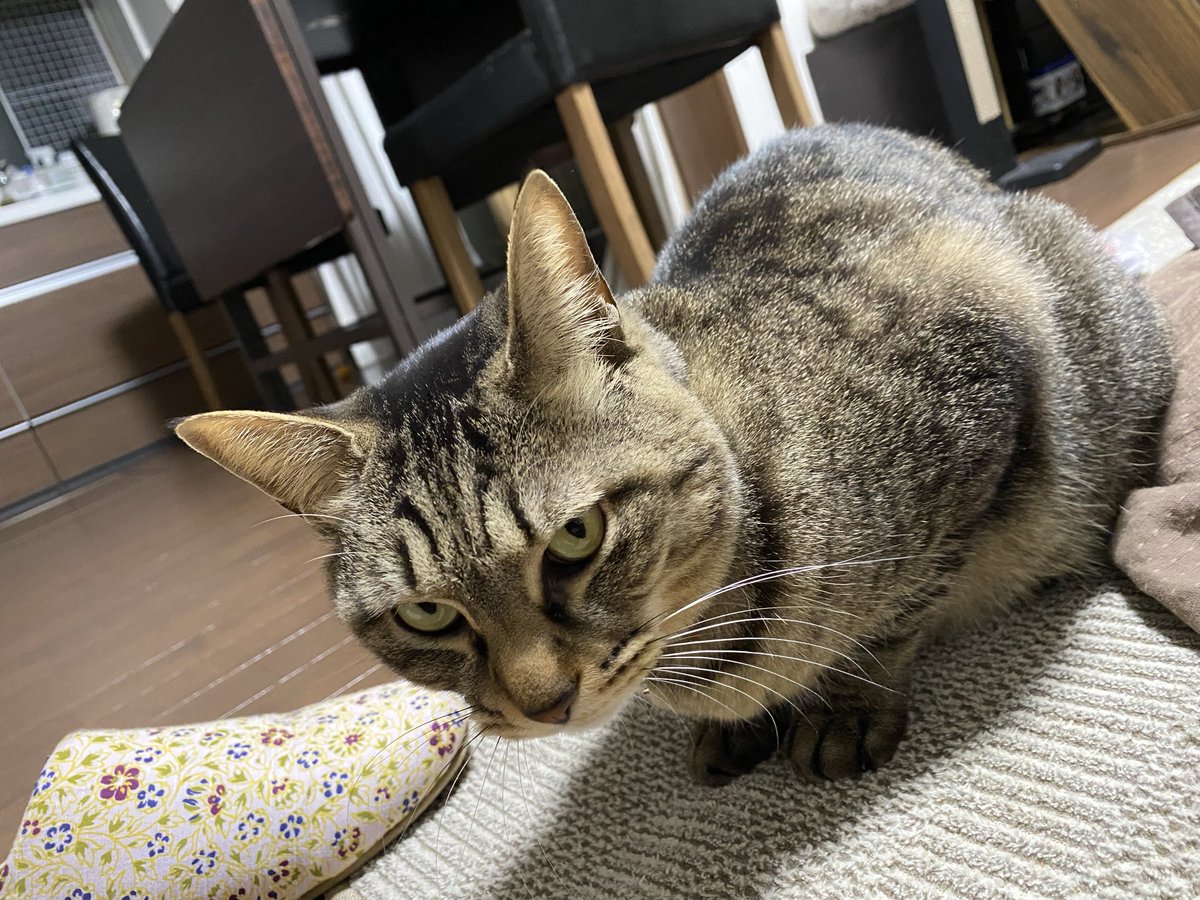 こんばんは。
視線を感じたら、銀ちゃんがいた。

#銀ちゃん
#保護猫
#キジトラ
#鍵尻尾
#猫好きさんと繋がりたい
