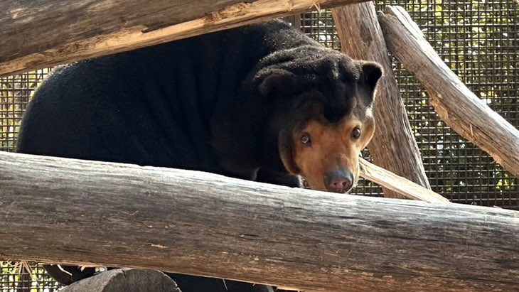 マーヤが軽く顎をひいて輝く目でこちらを見つめてきます。

#徳山動物園　#マレーグマ　#クマ　#マーヤ　#視線　#目　#きらきら　#魅力