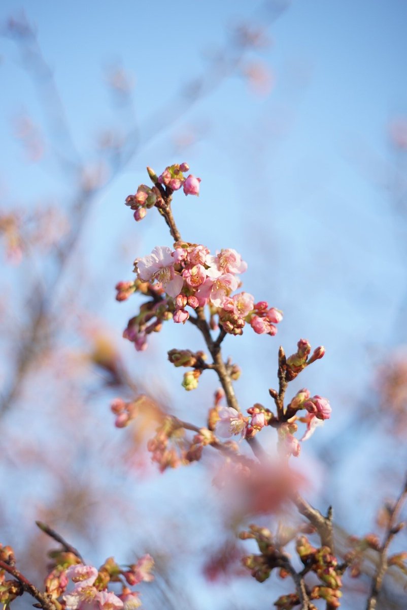 狩野川沿いの河津桜🌸