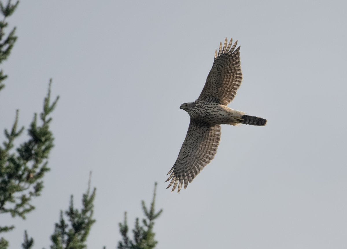 Jake Gearty tweet media