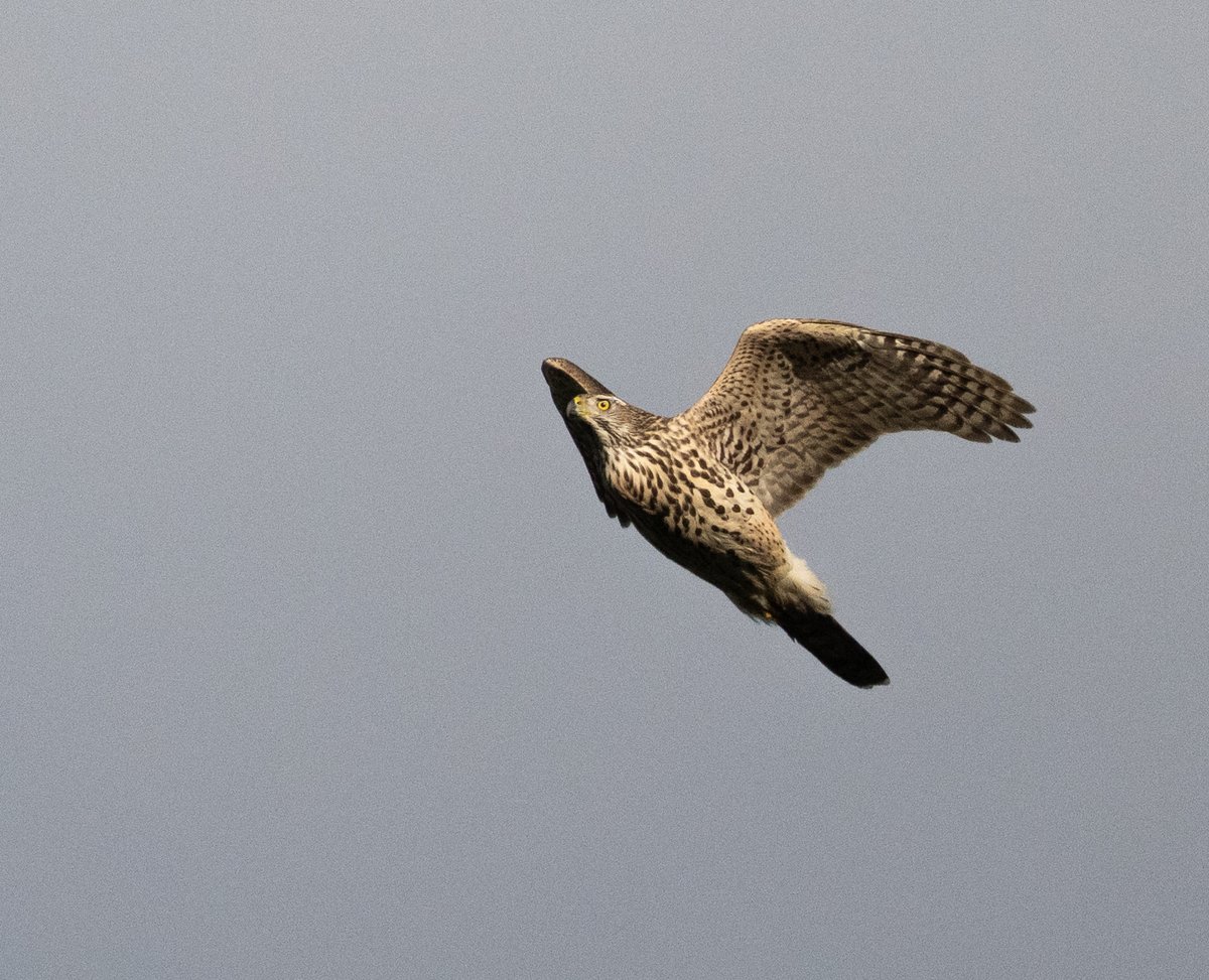 Jake Gearty tweet media