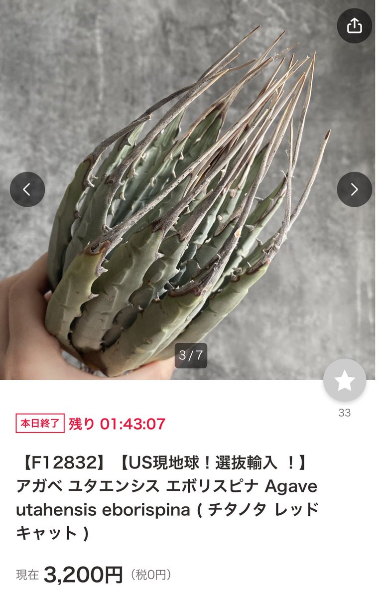 アガベ まとめて出品欲しいものコメント下さい