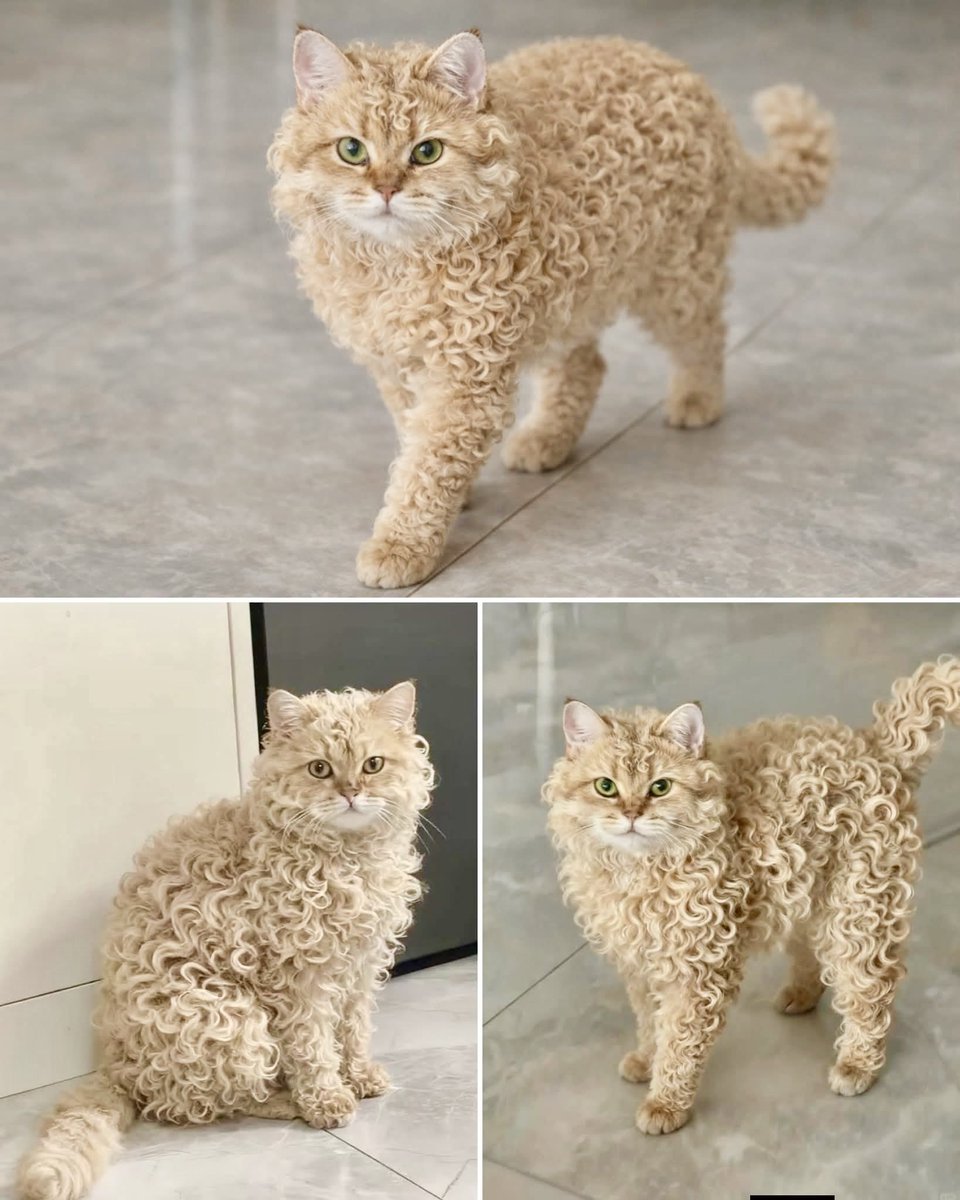 Je veut un chat mouton 💓