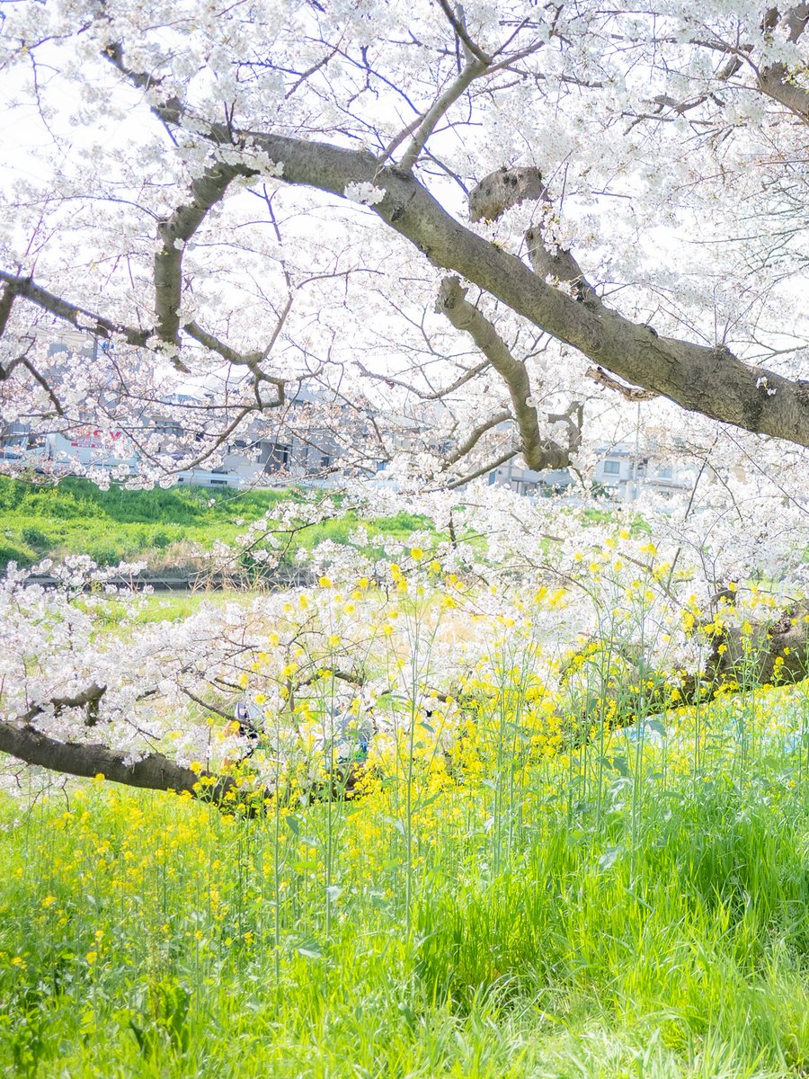 【募集】 今年も桜でポートレートを撮影させて頂きたいと考えております。 3月28、29日か、4月3日か5日で撮影させて頂ける方はいらっしゃいませんか？ 
場所は埼玉県の北越谷か神奈川県川崎市の宿河原が希望です。 どうぞよろしくお願いします🙇 
#被写体募集