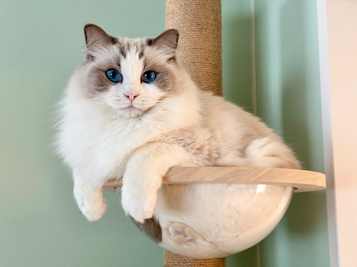 ニャ🐱💜 #1735日目