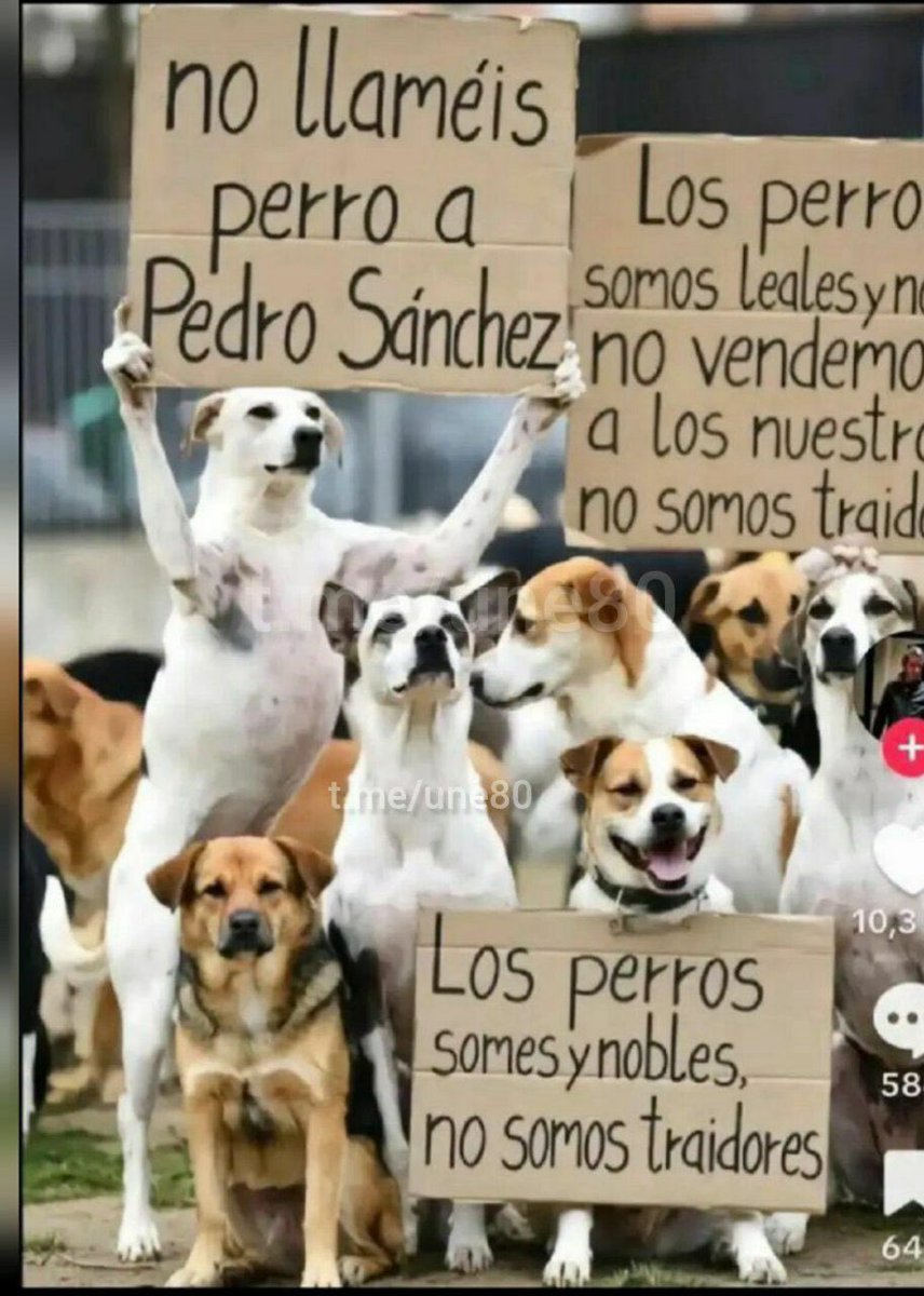 El mejor amigo del hombre se queja de las comparaciones.
Tienen razón, Sánchez está muy por encima.🤨🇪🇸