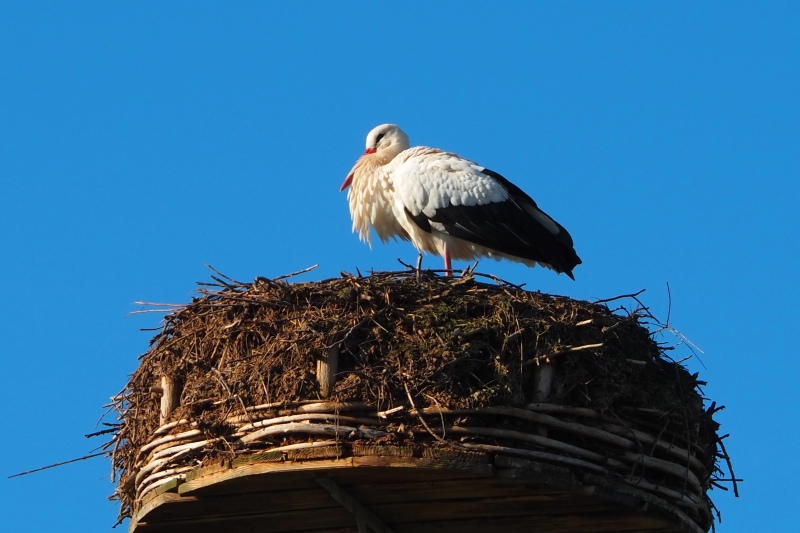 Gute Nachricht: der Storch (die Störchin) ist (wieder) da! 
(Der Storch, der am Donnerstag da und kurz danach weg war, könnte nicht unsere Störchin, sondern bloß ein fremder gewesen sein, der dort kurz Pause machte. Dann sorry for Irrtum) 
Egal, gekommen ist gekommen 👍
