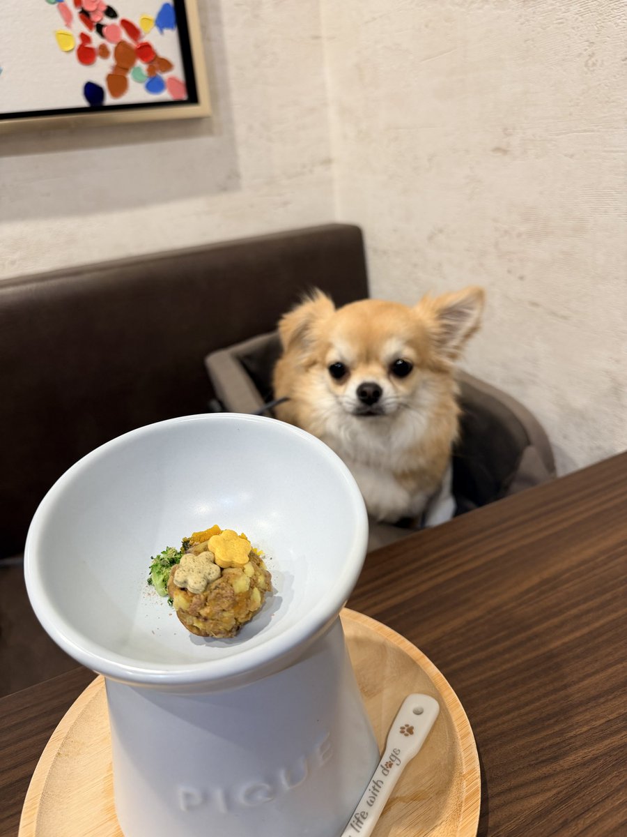 k___kee3411's tweet photo. 福島県郡山市のドッグカフェ
「カフェビーダッシュ」行ってきた🐶☕️

・店内めちゃくちゃ広い
・ハンバーグ本気でうまい
・わんこ用ごはんも可愛い
・ラテアートが愛犬仕様☕️✨

人間も犬も満足度高すぎた。

#カフェビードッグ　#ドッグカフェ
#チワワ https://t.co/lNmEgjKsXd