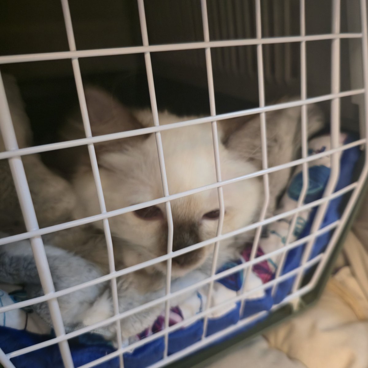 HELULULU NEW MEMBA OF OUR CULT