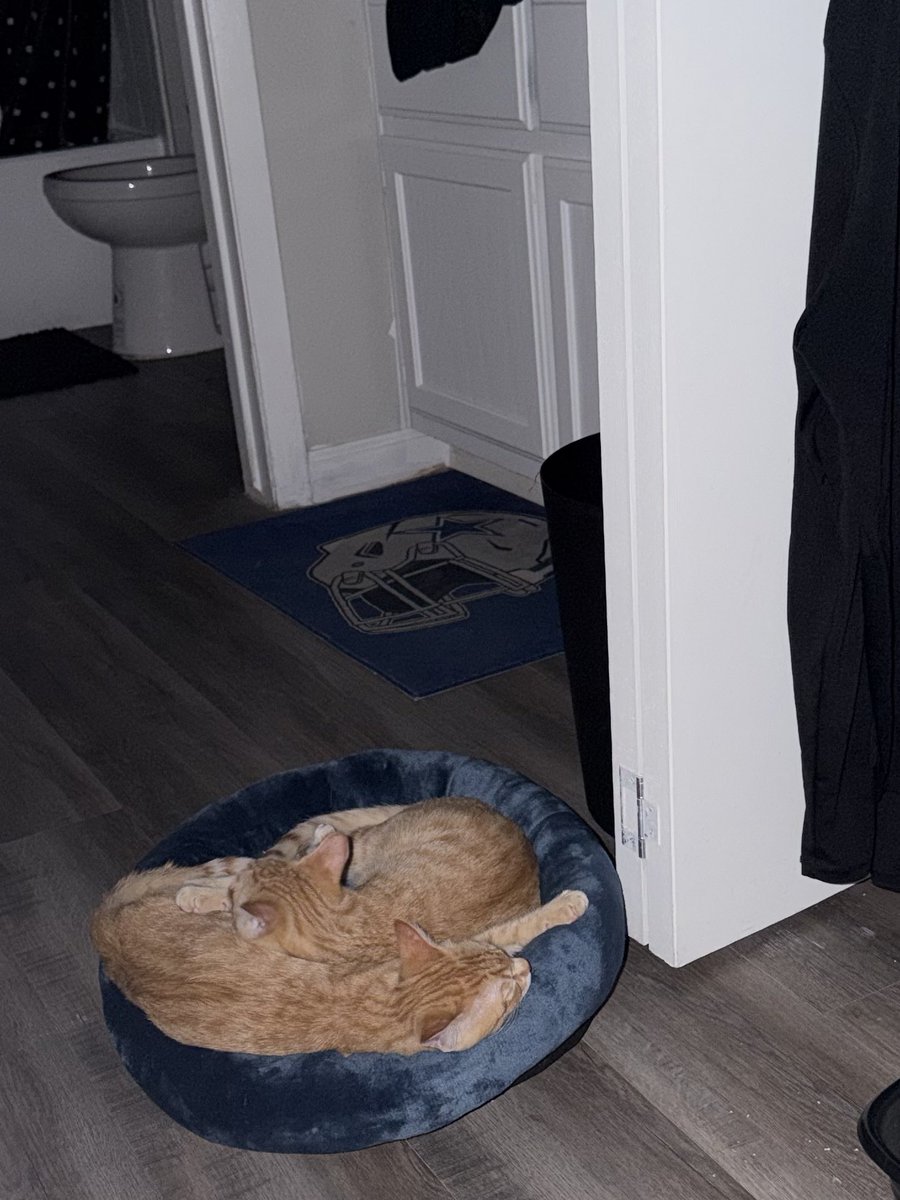 🗽Caleb 🎪 tweet media