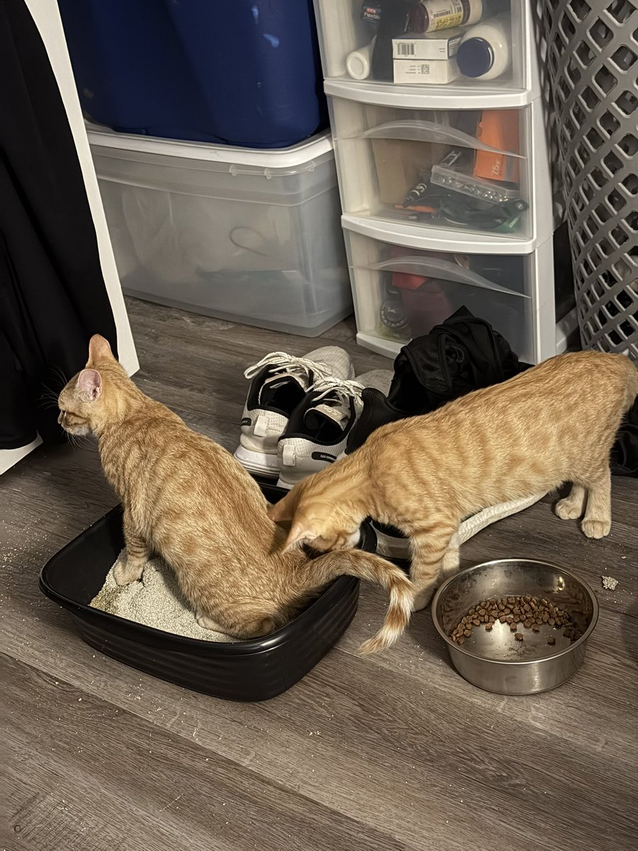 🗽Caleb 🎪 tweet media