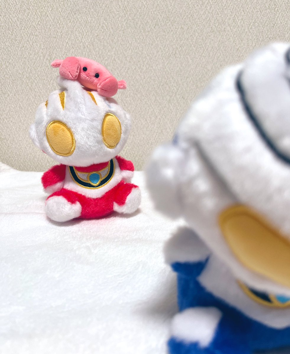 ねえみてアグル！カニだよ！カニ！可愛いでしょ？カニ！見て！ねえ！アグル！見てよ！可愛いよ！カニ！ねえねえ！ほら！見て！カニ可愛いよ！モチモチのカニだよ！見てよねえ！可愛いカニだよ！アグル後ろ見て！可愛いから！ねえ！振り向いて！カニ可愛いよ！ねえアグル！アグルのことみてるよ！アグ