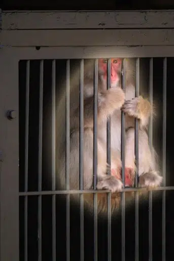 LAMARIGGA's tweet photo. Enoki-chan is the sole survivor of an attack by wild, vicious monkeys in the wild. Since she lives in the back area, you usually can't see her at 
@GokatsuraikeZoo
 in Japan.

Enoki-chan is proof of the will to live and of true love from the people who saved her.

Enoki-chan has had a very tough experience, but since it would be difficult for her to join another group at this point, the director says they will take the utmost care of her for the rest of her life. The enclosure has also been made very clean, so she can live happily there.

https://t.co/gby25oY5lb