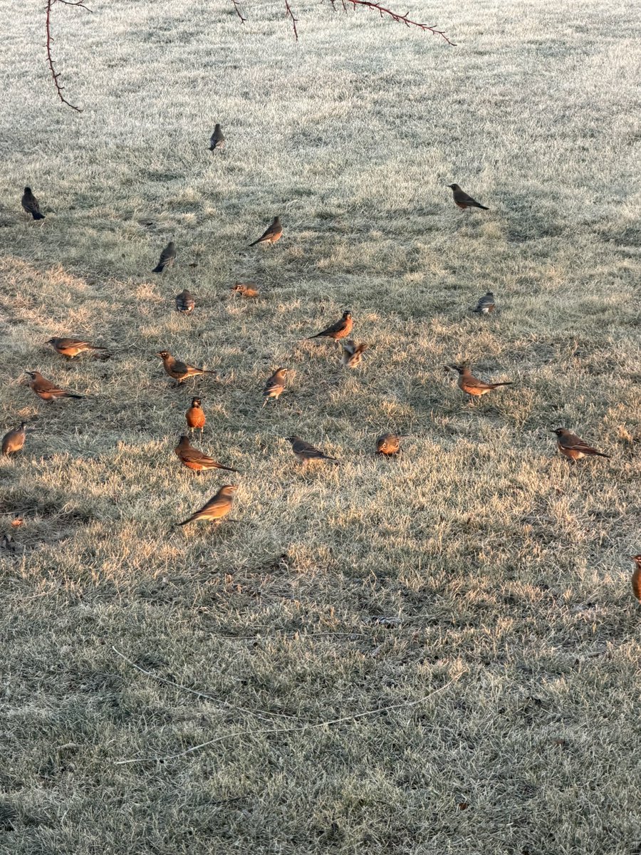 A few robins in our yard this morning.