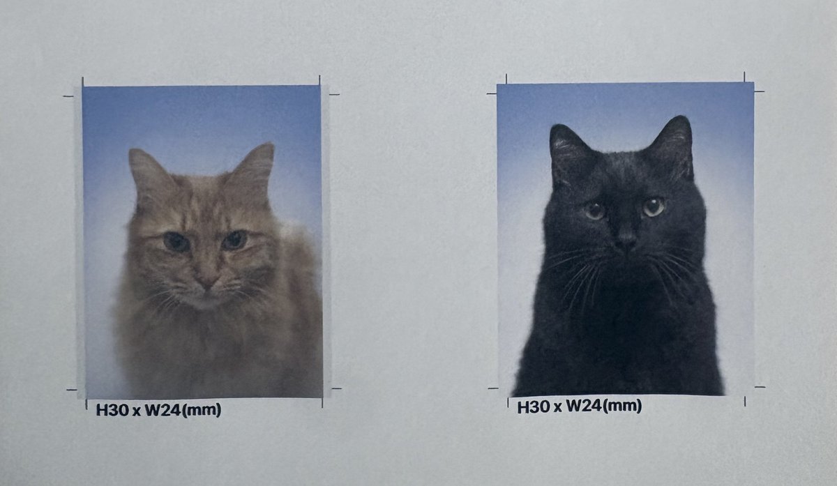 趣味アカウント tweet media