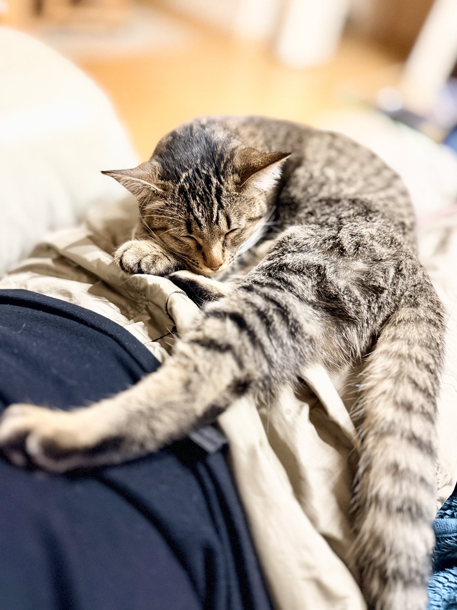 2月15日(日)
ニーナ、寝たww

#猫のいる暮らし #cat #保護猫 #家猫 #家猫修行中