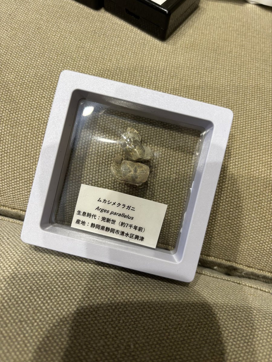 世界の化石販売 KASEKIYA【公式】 (@info_kasekiya) / Posts / X