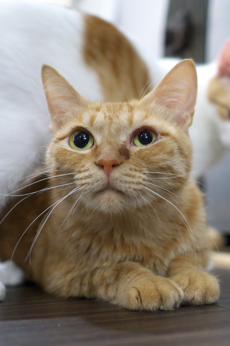 2021年

#ミーシス #miysis #虹の橋支店