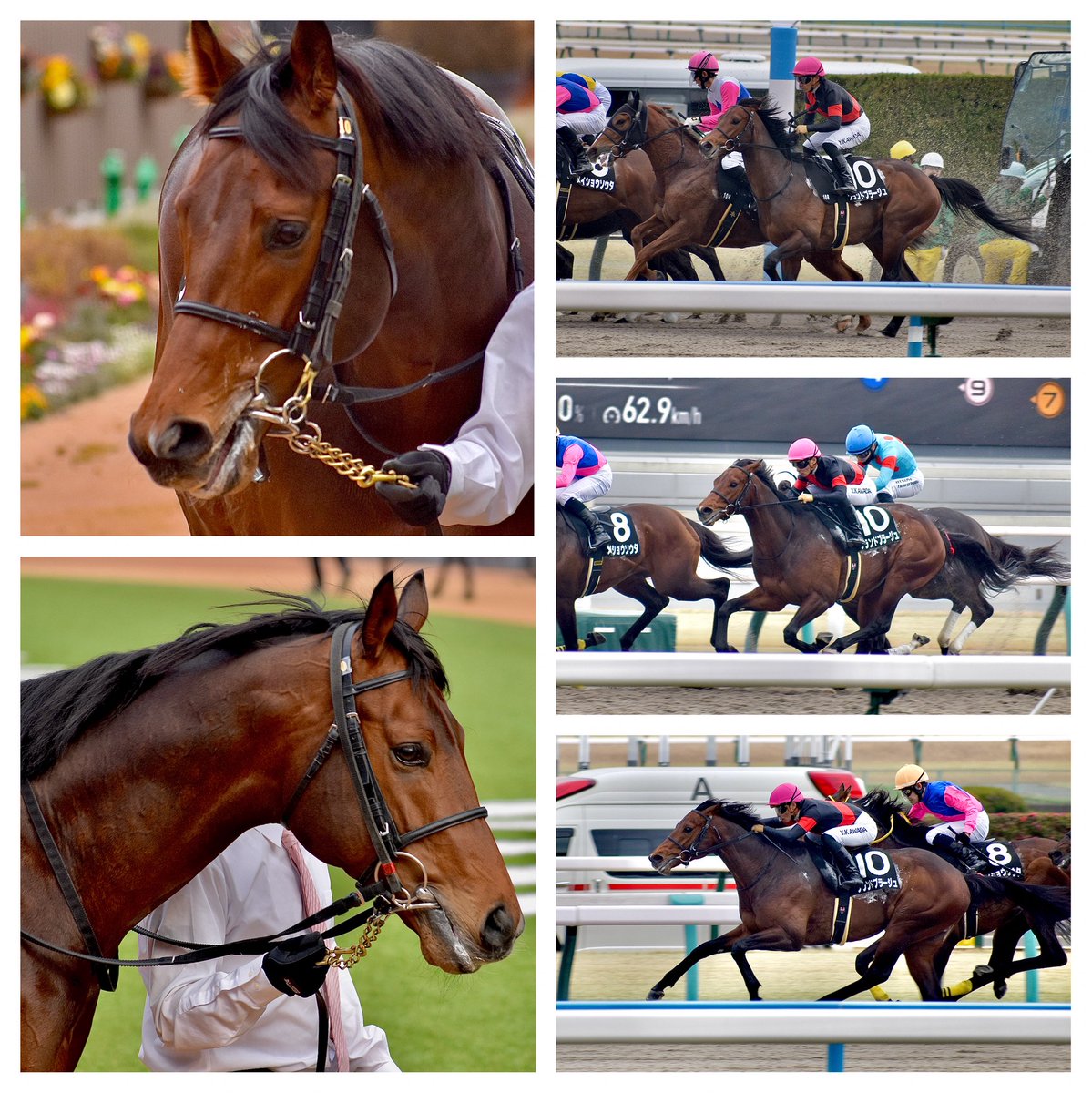 北山Ｓを勝ち、見事に一発でＯＰ馬の仲間入りを果たしたグランドプラージュ号。昨秋に京都で会って以来、その底知れぬ可能性にすっかり魅了されております。いずれもっと多くのファンから注目を浴びる存在になると思います。母、祖母共に元キャロット所属。これはハンカチを噛みたくなりますね🐎