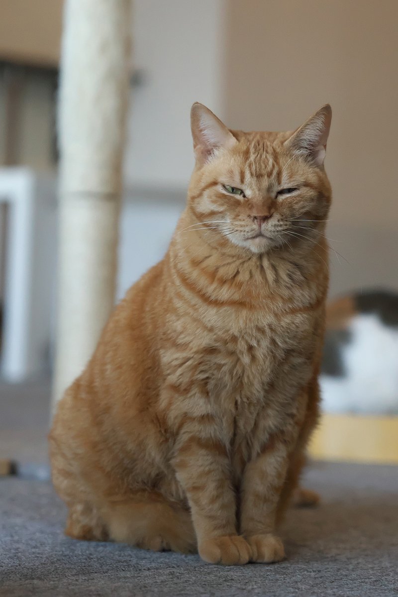 2026年

お膝にいることが多くて、写真が減ってぬくもりが残ったちゃーびー。

#ミーシス #miysis #虹の橋支店