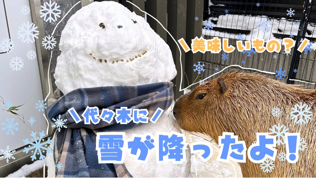 カピヴィレッジYouTube tweet media