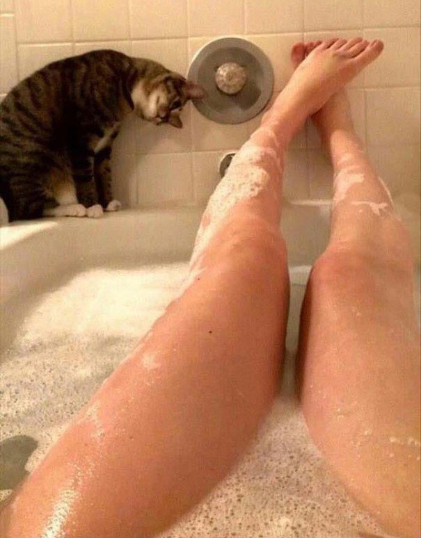 kriptokot192929's tweet photo. #cat https://t.co/7m6PgBoYOR