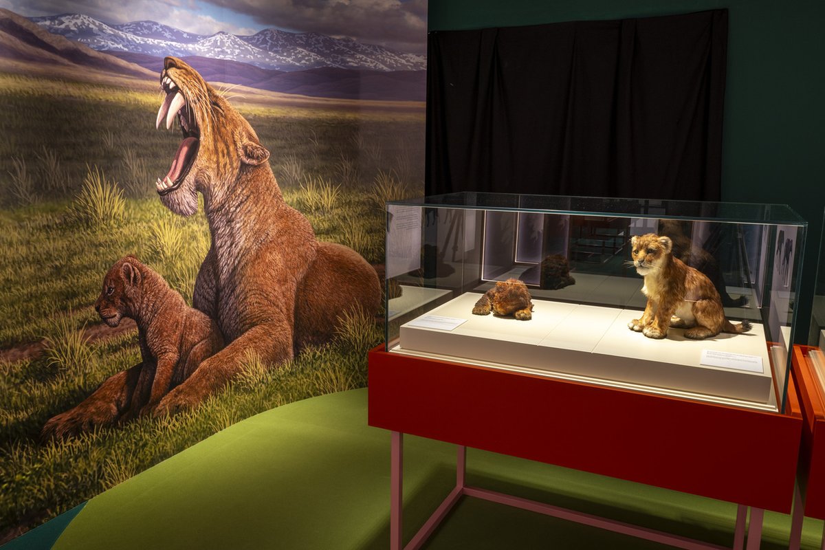 CulturaCMadrid's tweet photo. 🐅 El Museo Arqueológico y Paleontológico de la @ComunidadMadrid nos descubre su nueva exposición #DientesdeSable en #AlcaládeHenares.

�� Un plan perfecto para disfrutar en familia este fin de semana con acceso gratuito.

+Info: https://t.co/g9s1fWbKHU

#MadridEsCultura https://t.co/A56e9sVD8B