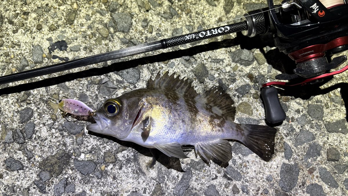 黒蓮華 (@spiralmyheart) / Posts / X