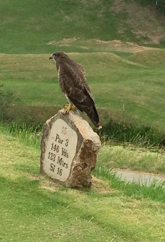 stenodocgolf's tweet image. We now have 16 holes open on the Church course, holes  11 &amp;amp;12 remain closed, no buggies allowed. Holywell course closed today because of overnight deluge. 📞 01208 863836 for tee times or book on line stenodoc.intelligentgolf.co.uk/visitorbooking/
@swsportsnews #stateofplay #SWGolf